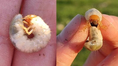 دوو رێنمایی بۆ ئەو جوتیارانەی کێڵگەکانیان کرمی هەیە