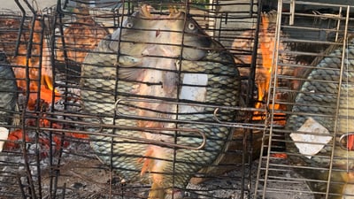 بەشێکی خەڵکی تەقتەق بە ماسی بەربانگ دەکەنەوە