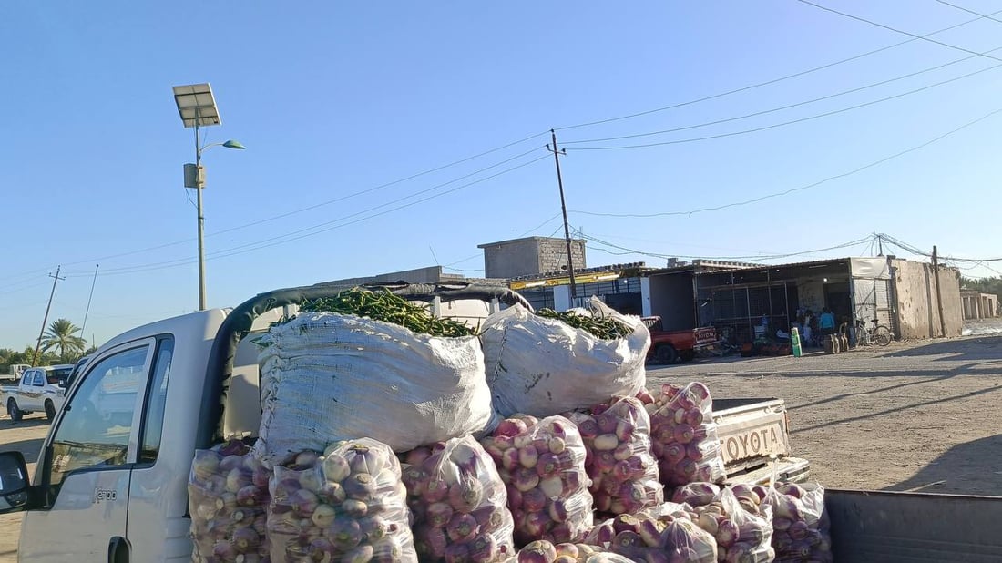 حصاد الشتاء بدأ في الرضوانية والعلاوي تبيع ما تبقى من محاصيل الصيف (صور)
