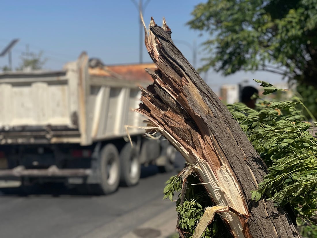 صور من عاصفة السليمانية المدمرة.. طرحت أشجار السبحبح أرضاً