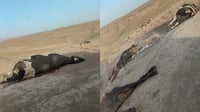 ڤێرتێرنەرى کۆیە؛ مرداربوونەوەى مانگاکان مەترسیدار نی�...