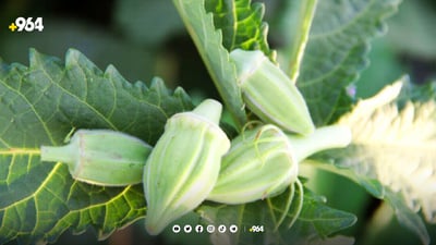 نۆبەرەی بامیە لە چوارقوڕنە پێگەیشت