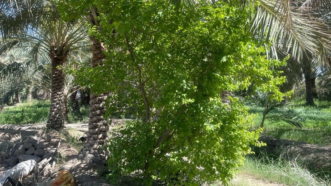 صور: زراعة المشمش نجحت في البصرة.. “ألذ” من الكربلائي ولها سر