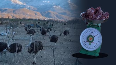 نه‌عامه‌ فرۆشه‌كه‌ى چۆمان بازاڕێكی تایبه‌ت بە فرۆشتنى گۆشتی كردووه‌ته‌وه‌