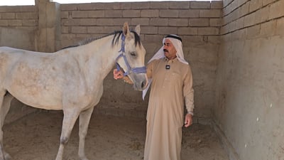 “راية العباس” في الموصل فرس أصيلة.. عوائل نينوى وخبرة كبيرة في أنساب الخيول