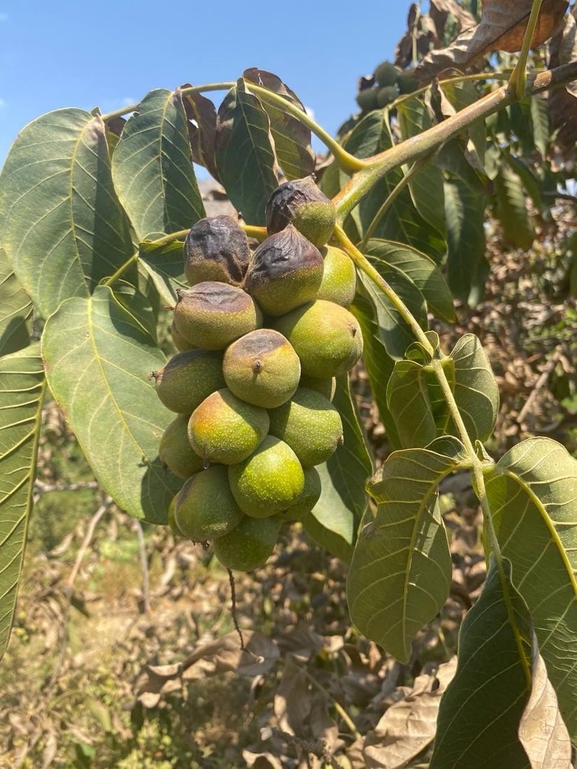 بەدواداچوون بۆ نەخۆشکەوتنی دارگوێزەکانی باڵەکایەتی دەکرێت