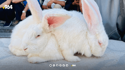 جوتیار و خاوەن باخەکانی هەولێر کەروێشکی ئەوروپی دەکڕن