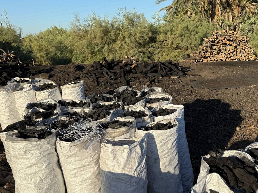 البصرة وجدت فائدة للشجرة السيئة.. شاهد مراحل الإنتاج