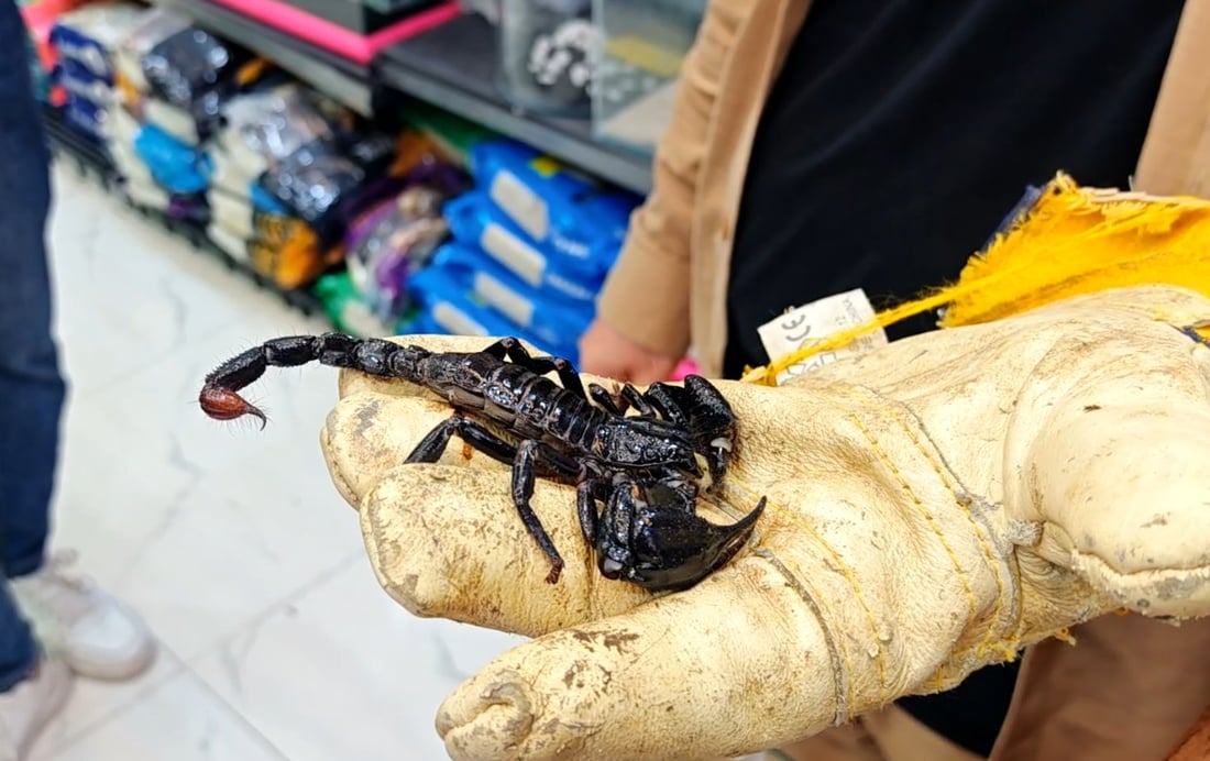 دووپشکى ئەمریکى لە کوردستان بە 700 دۆلارە