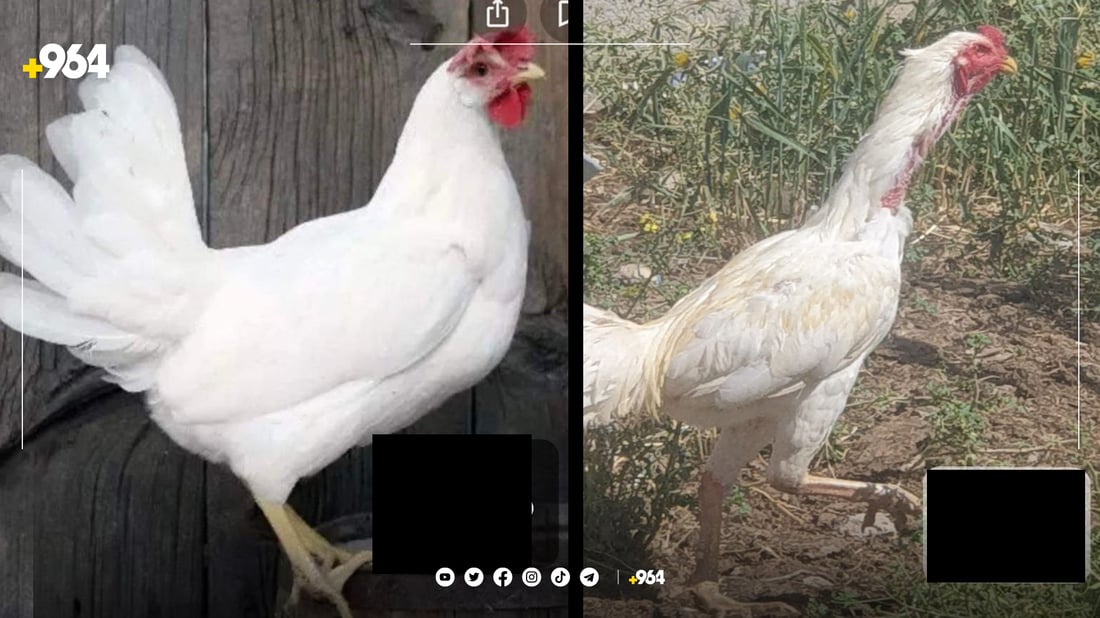 شێخ جەمالی گرپچنە بووە ئەندامی لێکۆڵینەوەی زانکۆیەکی هۆڵەندی