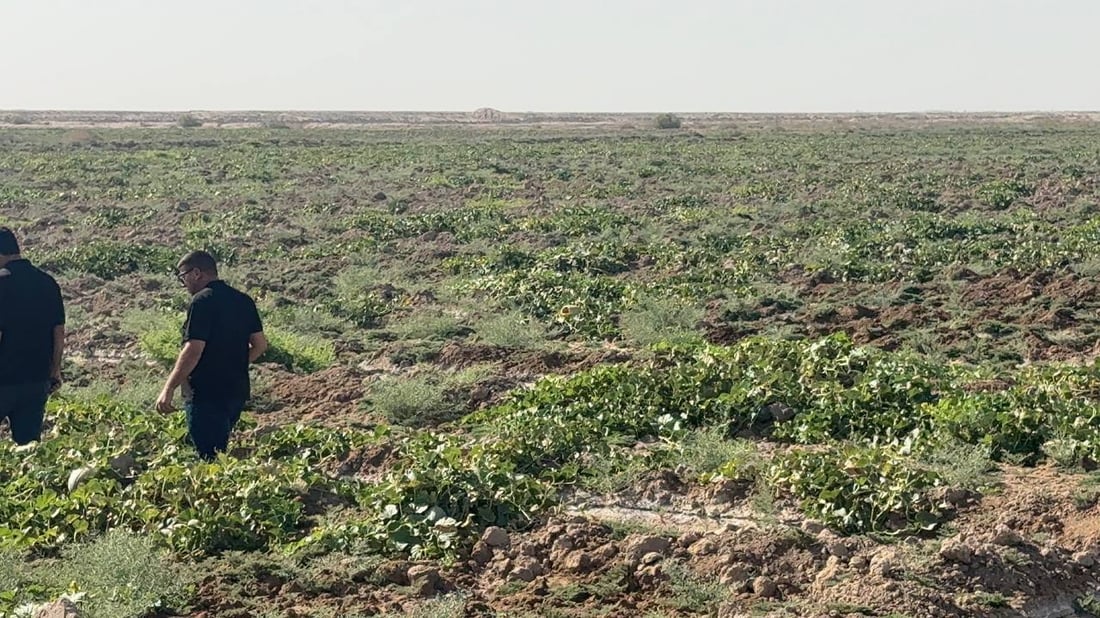 فيديو: بطيخ ذي قار ينقذ الشط الميت في البصرة ومحصول “الثغر” أشهى