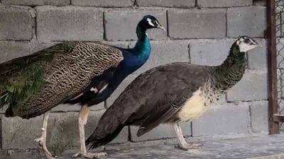 گەنجێک دارستانێکی بچووک لە ناوچەکەی دروست دەکات