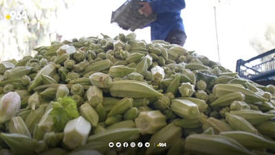 لۆبیا و بامیه‌كه‌ى گۆپته‌په‌ پێگه‌یشت