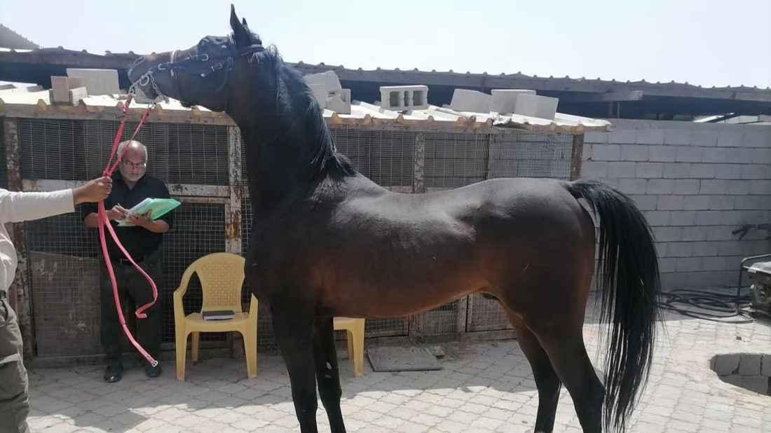 Basra equestrian committee aims to lift international ban