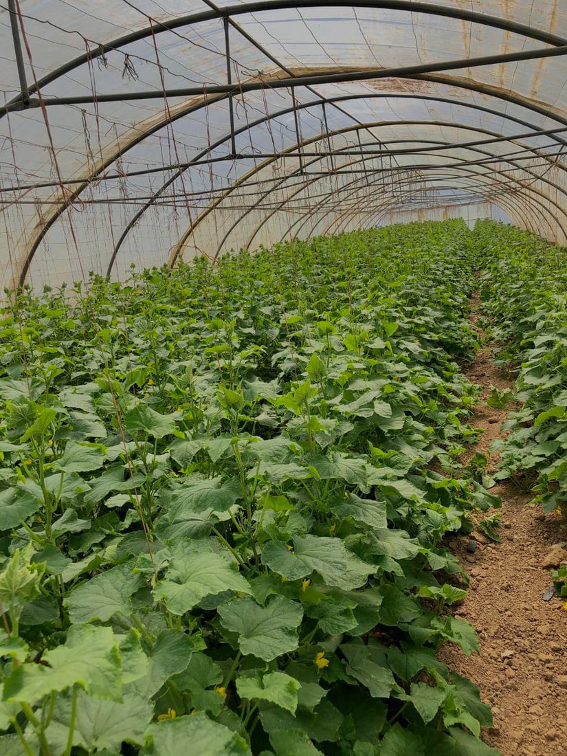 صور من داخل بيوت الخيار العراقي.. مذاقه حلو ورائحته شهية ولا مقارنة مع المستورد