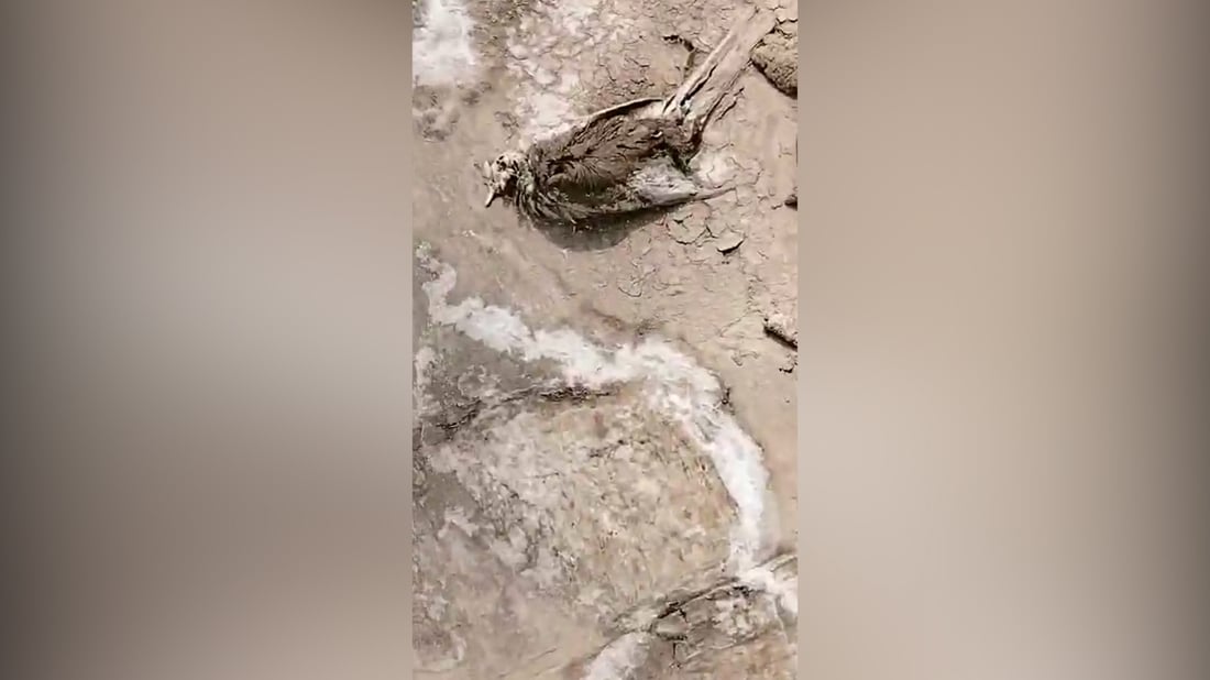 فيديو: فجأة ماتت طيور كثيرة في البصرة.. وتحذير من 