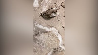 فيديو: فجأة ماتت طيور كثيرة في البصرة.. وتحذير من “ماء خطير”