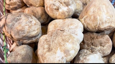 Local truffles dominate Sulaymaniyah market