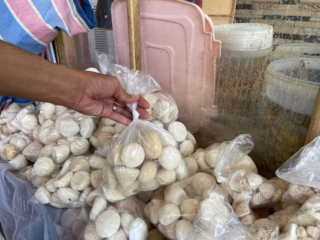 “الچثي” المالح الحامض يعود إلى هيت بوفرة.. اختفى عاماً كاملاً بسبب الجفاف (صور)