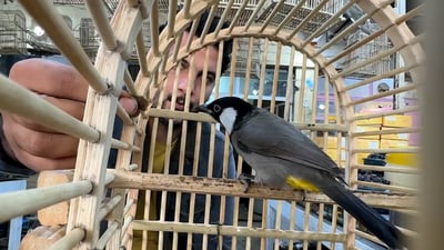 “أبيض الخدين” رفيق نساء المنازل في ديالى.. الوحشي يغرّد بلا أخطاء مع أذان الفجر