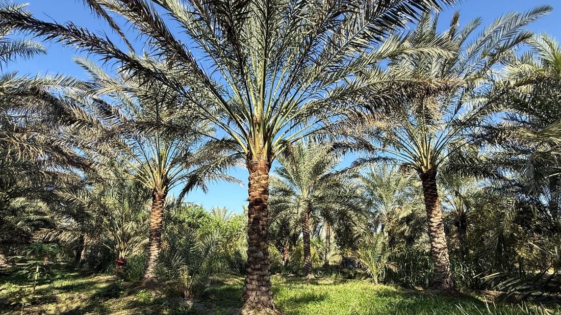بحديد دبابات جيش صدام.. نخلات البصرة تتزيّن استعداداً للتلقيح (صور)