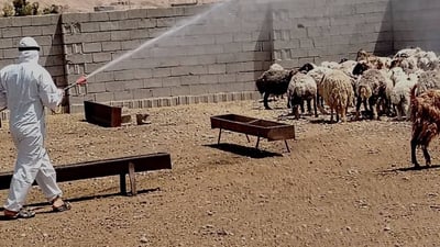 سەرجەم ئاژەڵەکانی خورماتوو پشکنین و تەعقیم دەکرێن