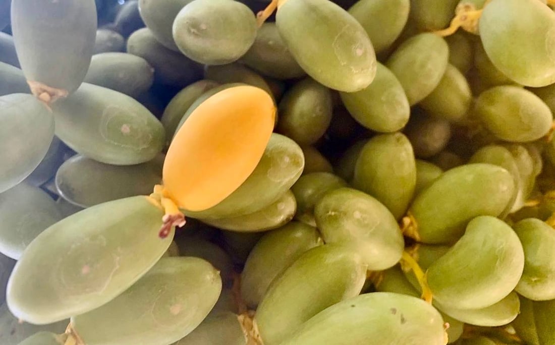 صور: الخلال الأصفر سيملأ السوق الأسبوع المقبل.. مرحلة “الهنبوش” نجحت في البصرة