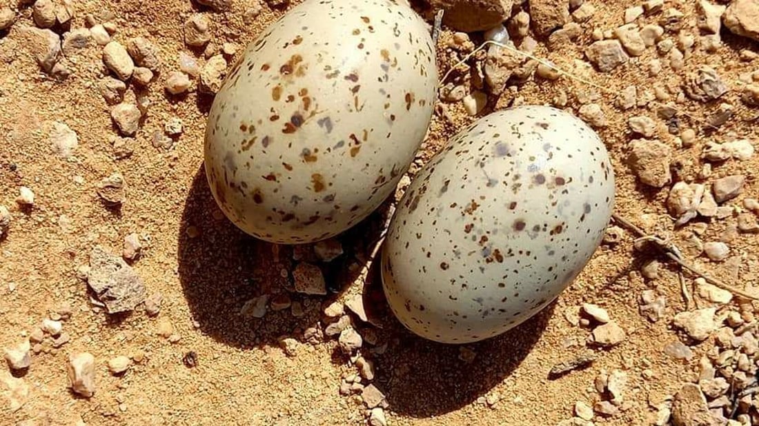طير الگطا دخل موسم التكاثر وصقور الصيادين تلاحقه في بادية السماوة