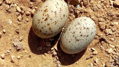 طير الگطا دخل موسم التكاثر وصقور الصيادين تلاحقه في بادية السماوة