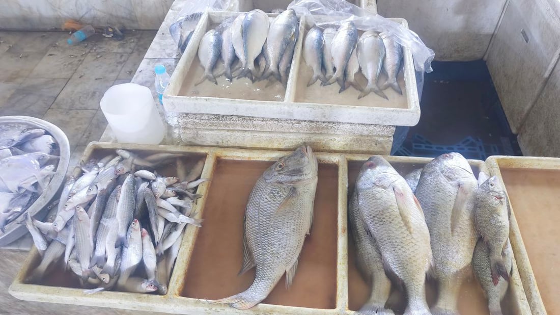 صور: مرسى النقعة يستقبل 6 أطنان من الروبيان والبرطام والشانك.. يوم مميز في البحر