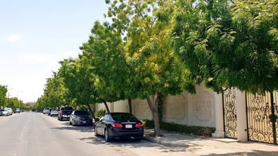 كركوك تلزم المواطنين بزراعة شجرتين أمام المنازل والمطاعم والمعامل