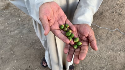 فيديو: كربلاء تعشق البرحي.. حلو حتى بمرارة الچمري والحسينية زاد حملها