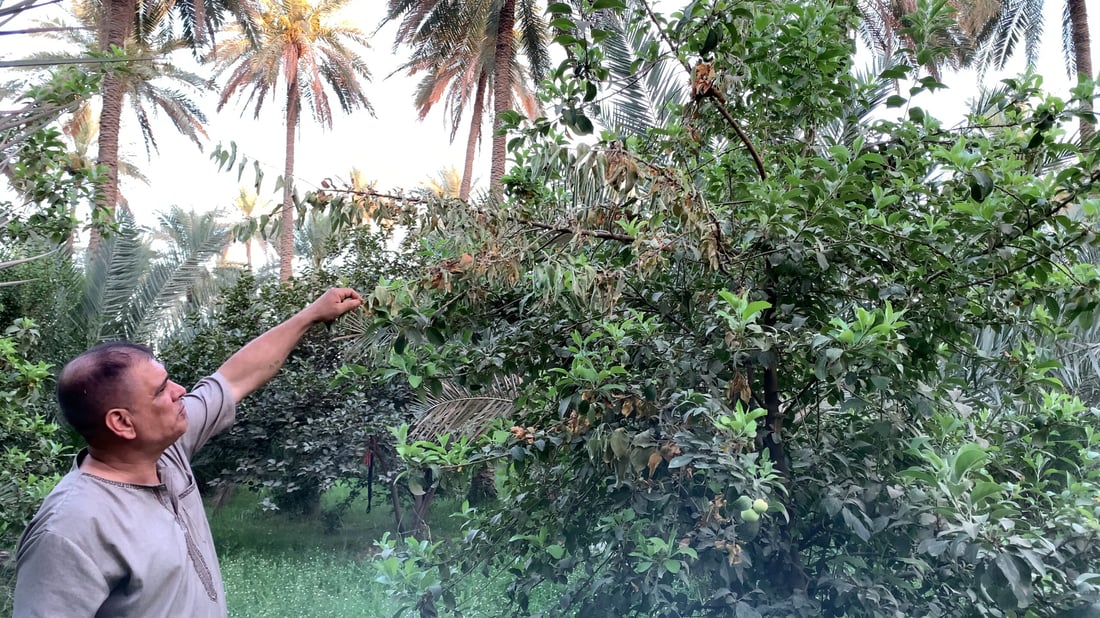فواكه كربلاء 