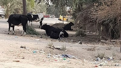 المقدادية: أبقار الوجيهية في كل مكان.. والسكان يطالبون بـ”اعتقالات”! (صور)