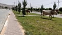 ئەگەر مانگاکانتان لەناو شار بەرەڵا بکەن 100 هەزار غەرامە دەکرێن