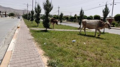 ئەگەر مانگاکانتان لەناو شار بەرەڵا بکەن 100 هەزار غەرامە دەکرێن