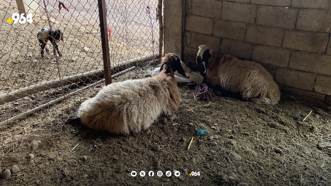 نەخۆشیەکی دەگمەن لەناو مێگەلە مەڕەکانی سنووری پشدەر بڵاوبووەتەوە