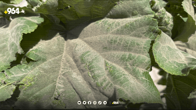 چی بكەین بۆ ئەوەی گوڵەكانمان لەناو نەچن؟