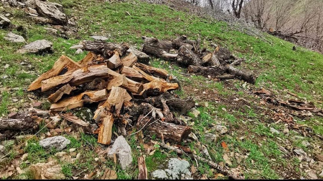 فەردە خەڵوزەکان دەخرێنە مەزادەوە