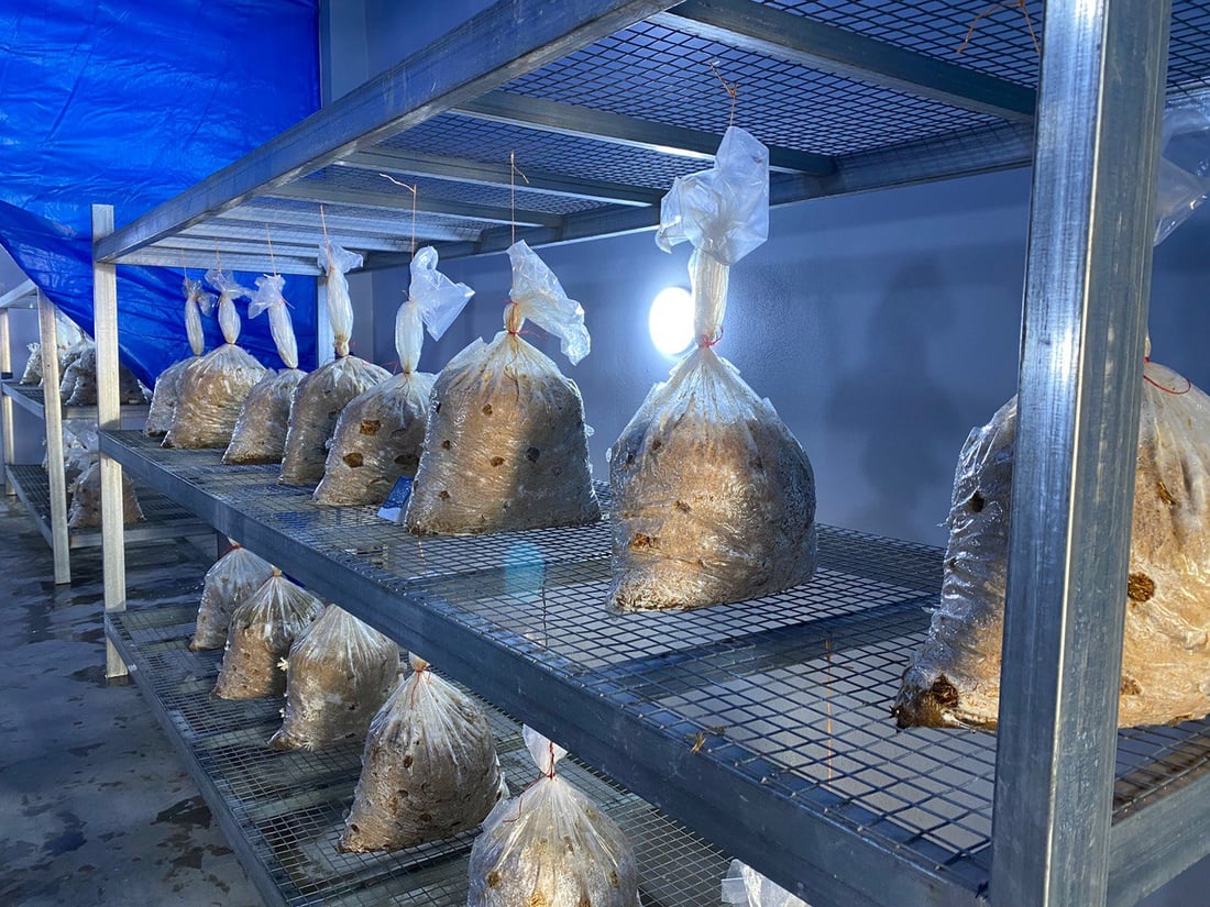 هۆڵێكى به‌رهه‌مهێنانى قارچك كراوەتەوە باشترین جۆریان بەرهەمهێناوە