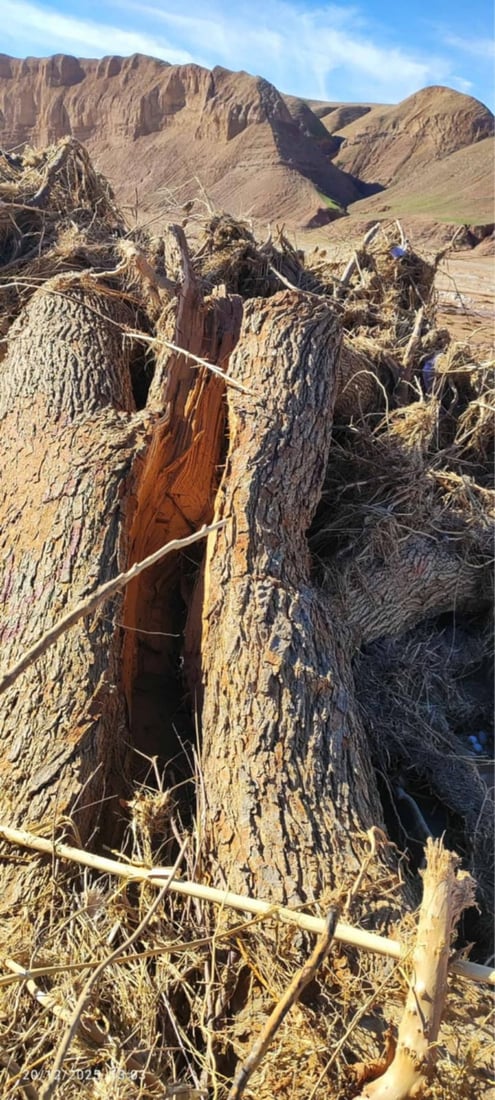 پاشماوه‌ى داره‌ ته‌مه‌ن 60 ساڵییه‌كه‌ى چه‌می ئاوه‌سپی دۆزرایه‌وه‌ كه‌ لافاى هه‌ڵیته‌كاندبوو