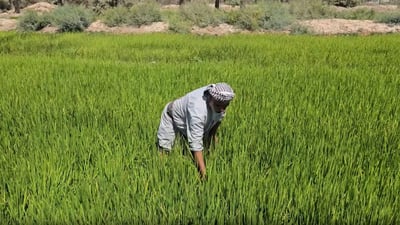 Basra successfully cultivates Amber rice using modern irrigation techniques, says local agriculture director