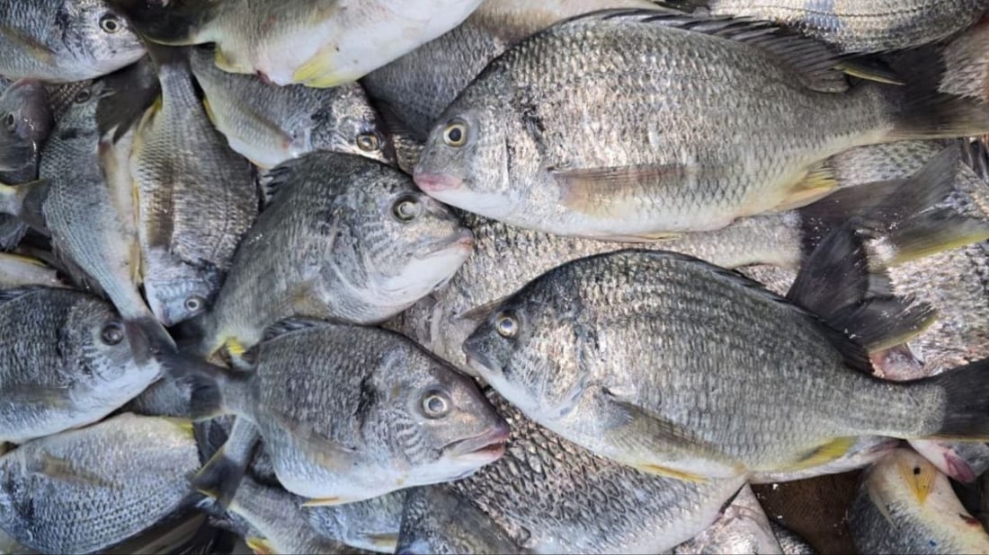 أكثر من 10 أطنان سمك في مرسى النقعة.. ذروة موسم النويبي والروبيان جامبو (صور)