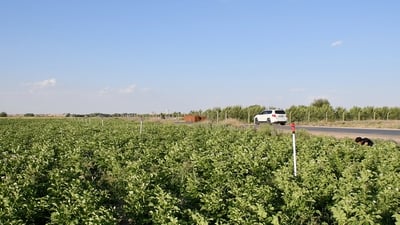 فيديو من حقول بطاطا الأنبار.. جاهزة “للشلع” قريباً والتسويق إلى النجف وبغداد