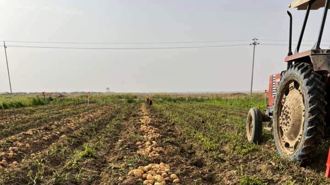 القائم تحتفل بموسم البطاطا: عام رائع وبغداد ستتذوّق حصاد “الديرة” (صور)