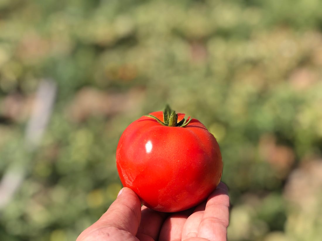 تەماتەی ئێرانی داغڵکرا و تەماتەی خۆماڵیش بەهاکەی لەدەستدا