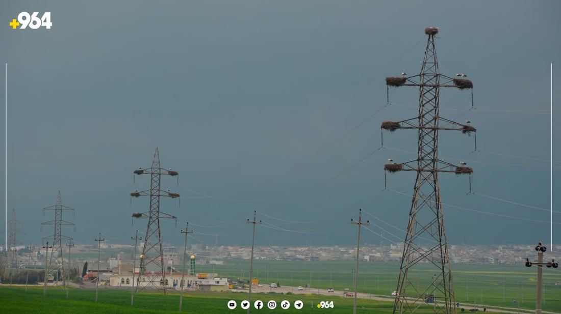 صور من السليمانية: اللقلق يبنى الأعشاش على أبراج الكهرباء.. سيهاجر بعد 8 شهور