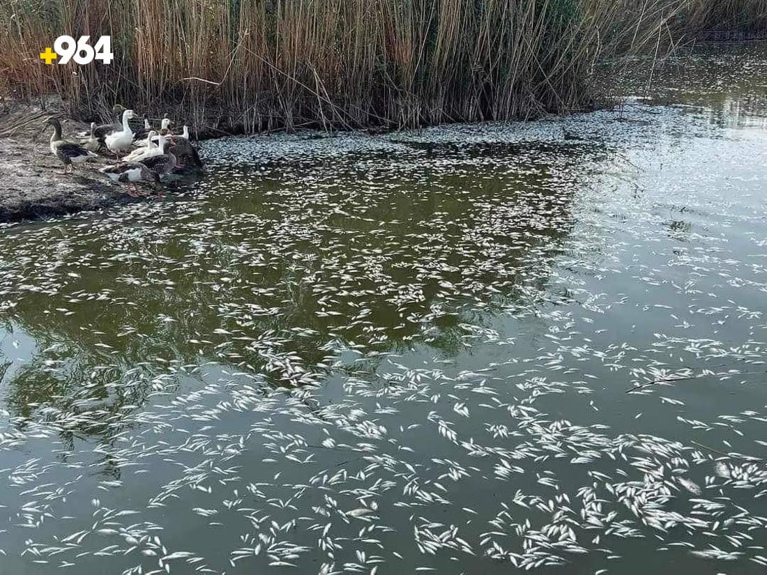 964mediaصورة من منصة (شبكة): 