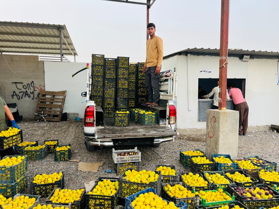 Figs from Taqtaq and Qaranaw draw strong demand in summer market