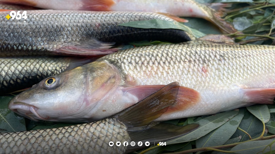 نرخی ماسی حەوز دادەبەزێت